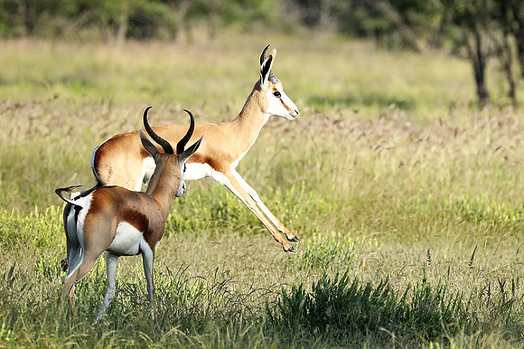 Etosha NP