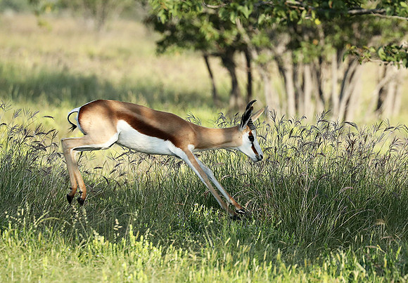 Etosha NP