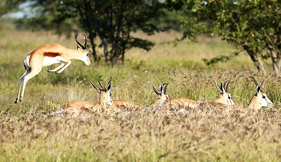 Etosha NP