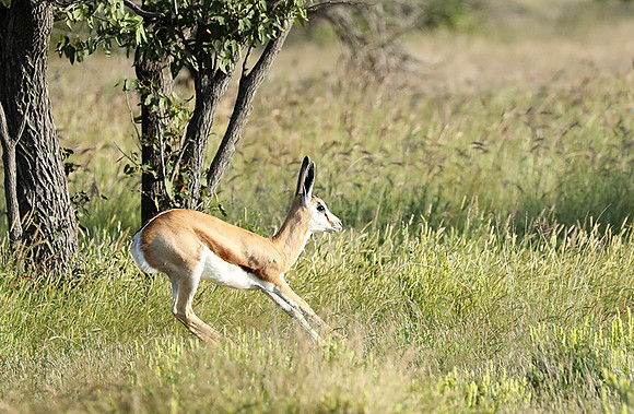 Etosha NP
