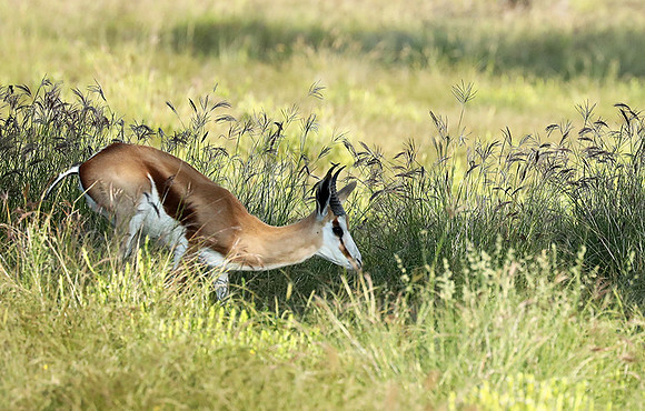 Etosha NP