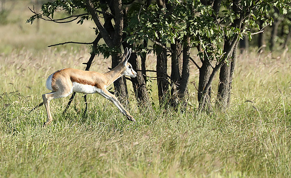 Etosha NP