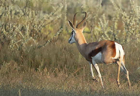 Etosha NP