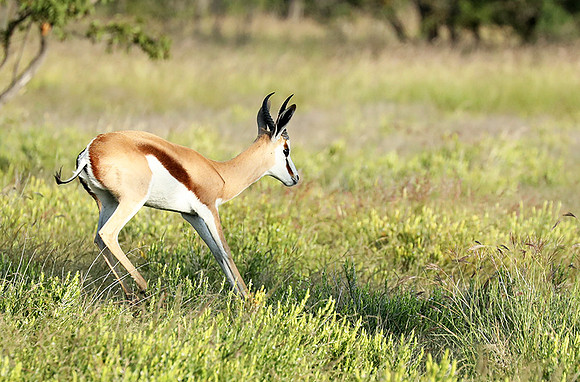 Etosha NP