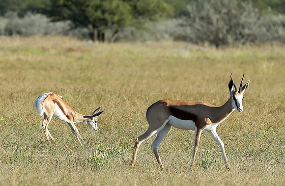 Etosha NP