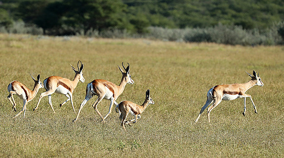 Etosha NP