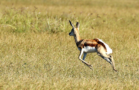 Etosha NP