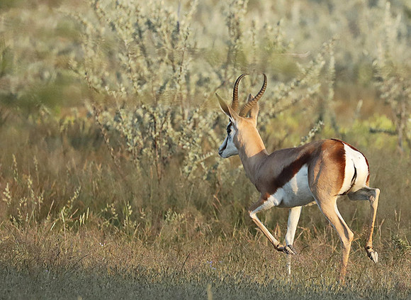 Etosha NP