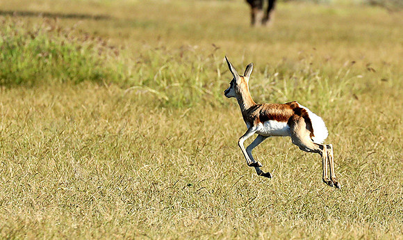 Etosha NP