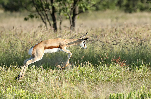 Etosha NP