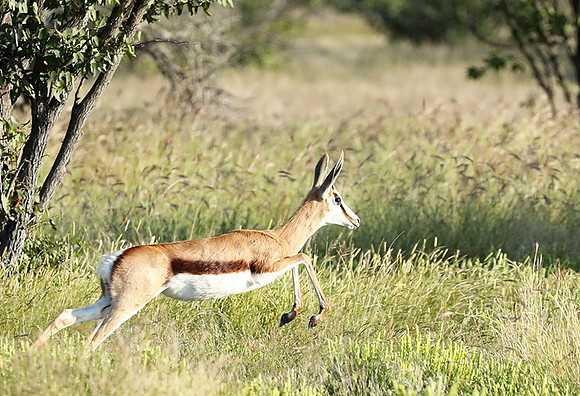 Etosha NP