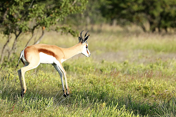 Etosha NP
