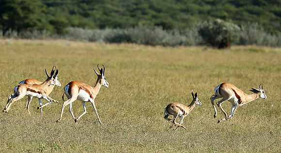 Etosha NP