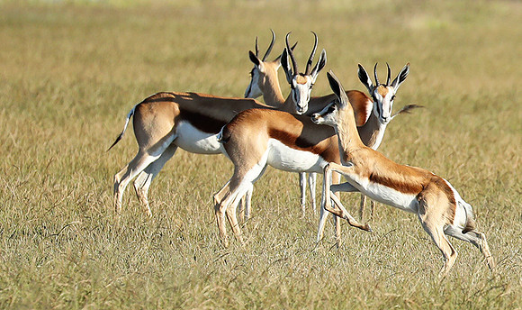Etosha NP