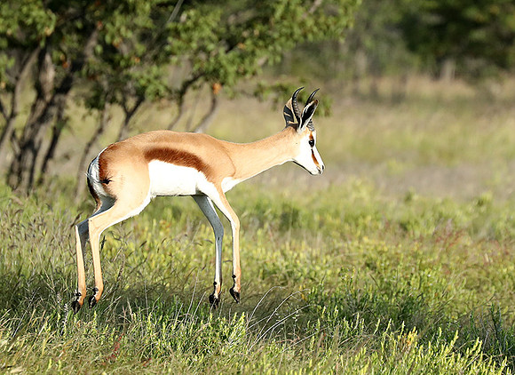 Etosha NP