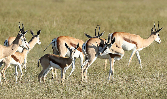 Etosha NP