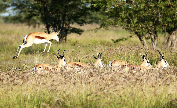 Etosha NP