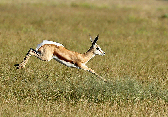 Etosha NP