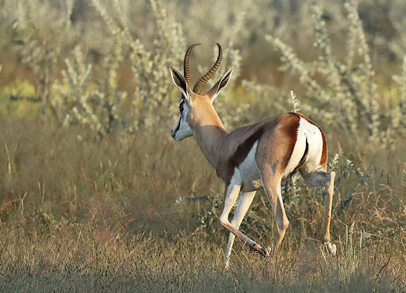 Etosha NP