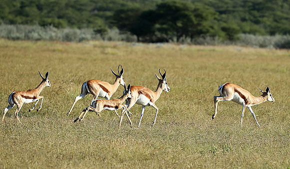 Etosha NP