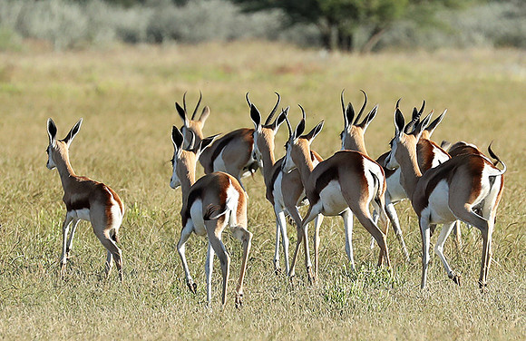 Etosha NP