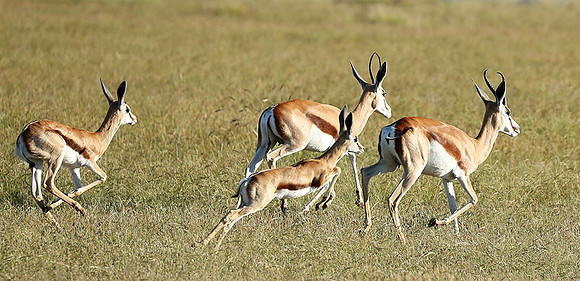 Etosha NP
