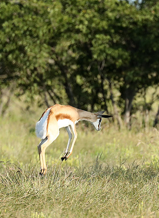 Etosha NP