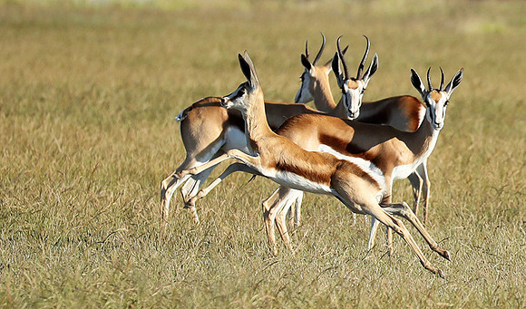 Etosha NP