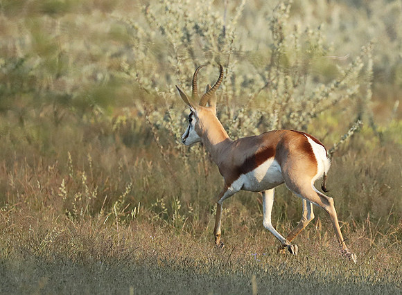 Etosha NP
