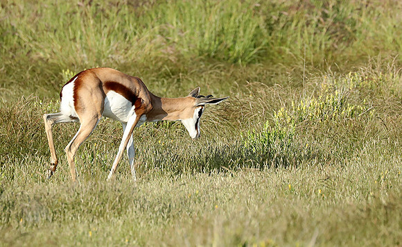 Etosha NP