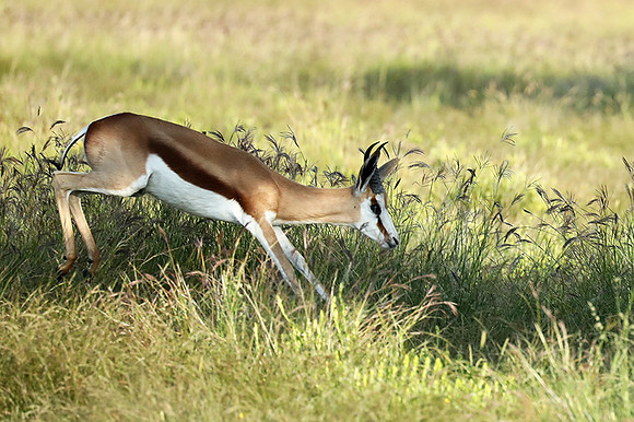 Etosha NP