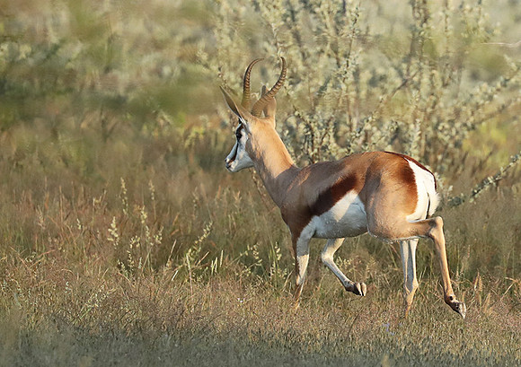 Etosha NP