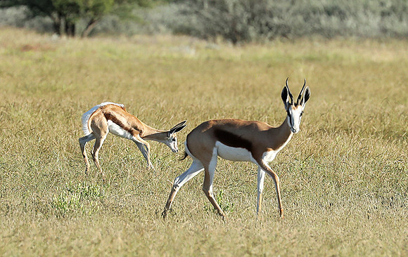 Etosha NP