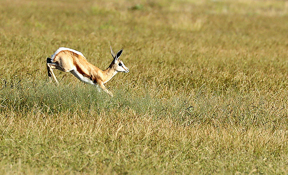Etosha NP