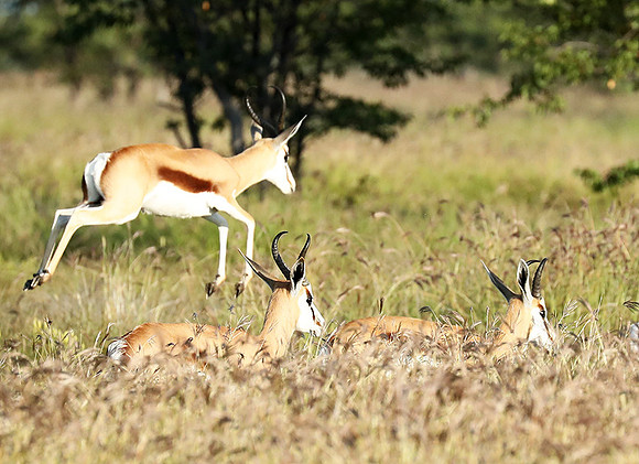 Etosha NP