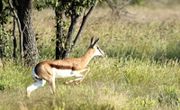 Etosha NP