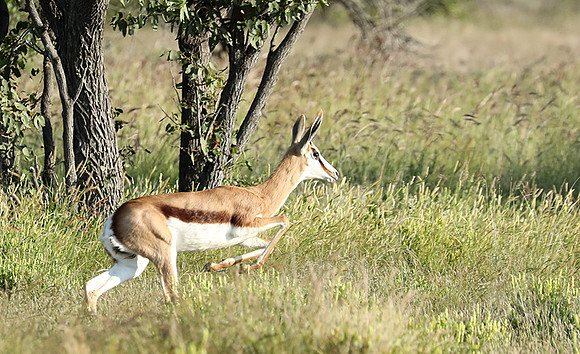 Etosha NP