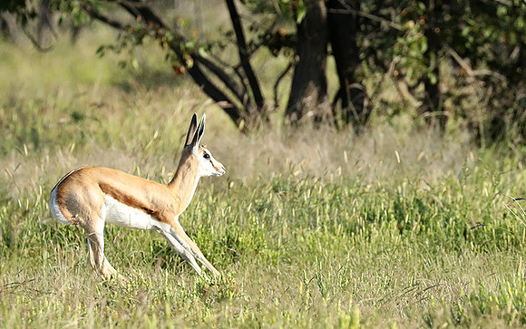 Etosha NP