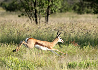 Etosha NP