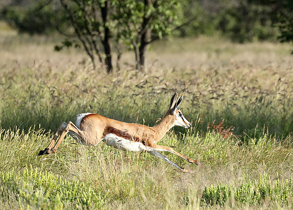 Etosha NP