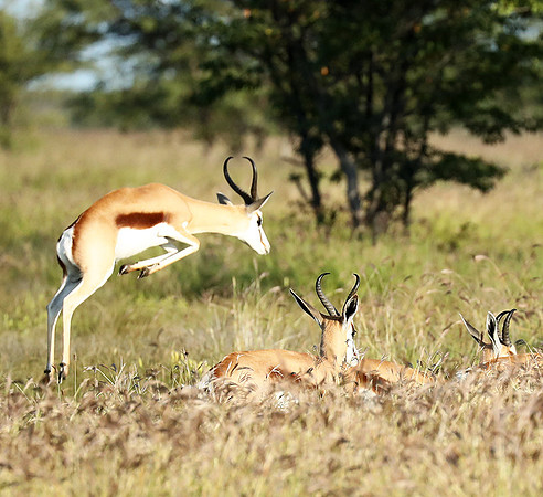 Etosha NP