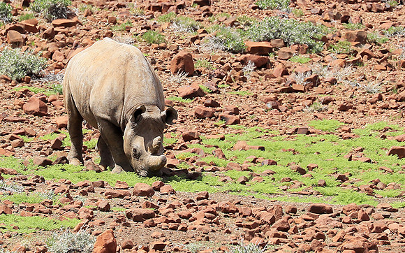Black rhino