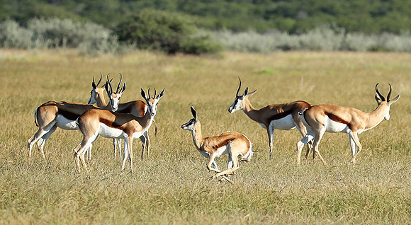 Etosha NP