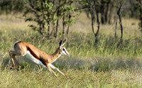 Etosha NP