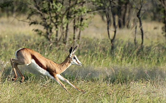 Etosha NP