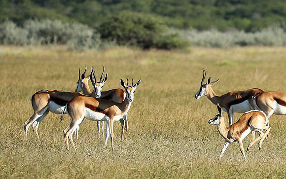 Etosha NP