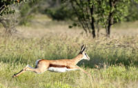 Etosha NP
