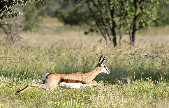 Etosha NP