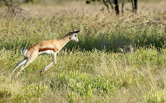 Etosha NP
