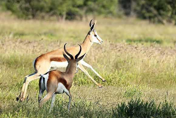 Etosha NP